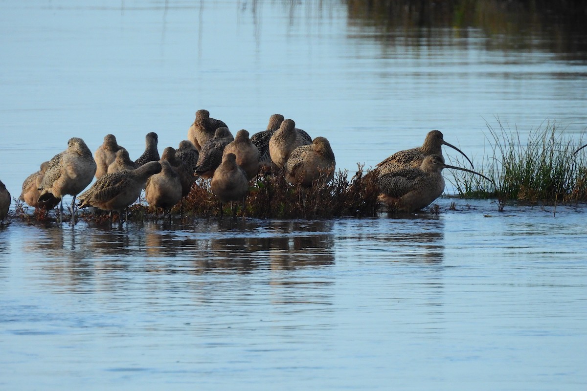 Long-billed Curlew - ML646303781