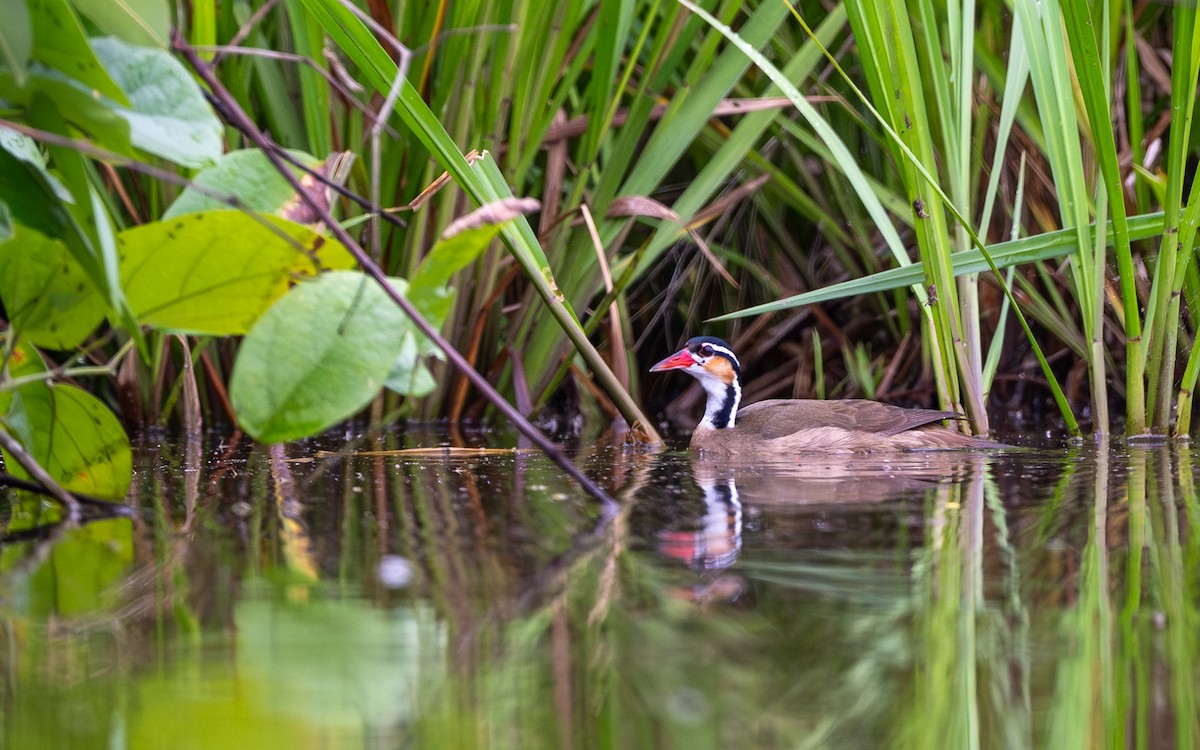 Sungrebe - ML646303782