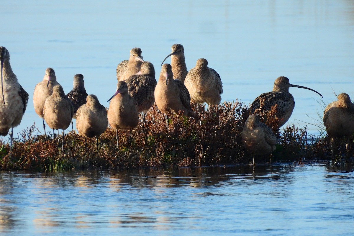 Long-billed Curlew - ML646303783