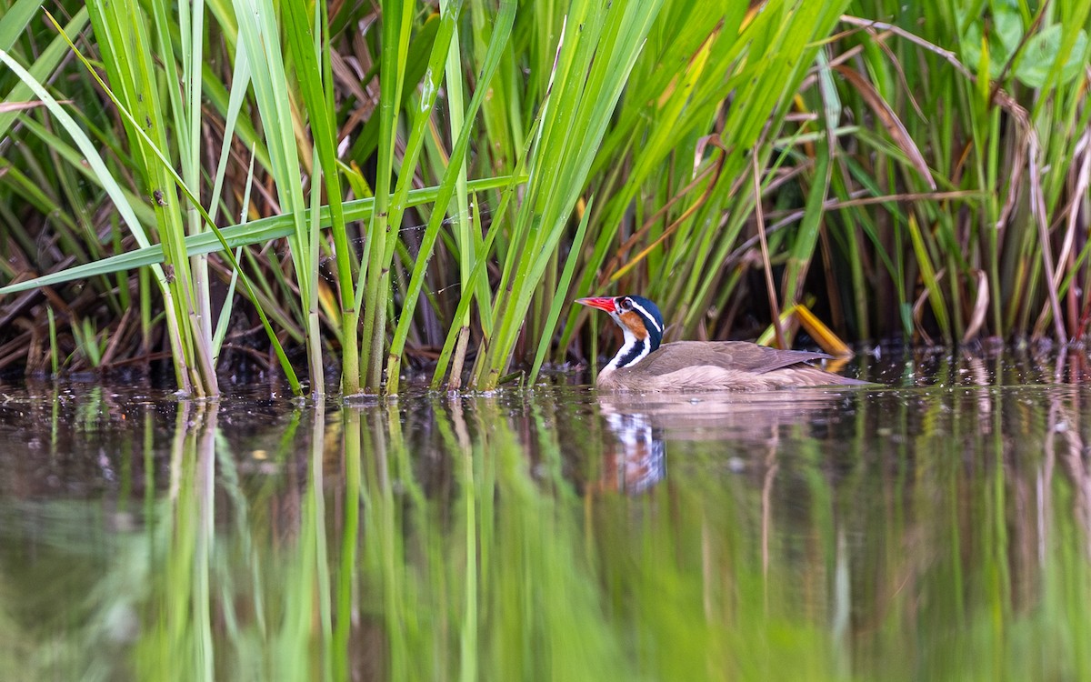 Sungrebe - ML646303784