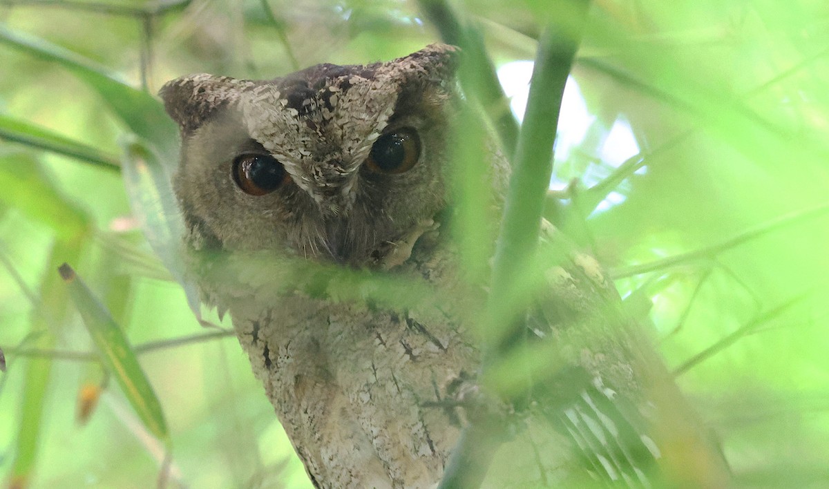 Indian Scops-Owl - ML646303785