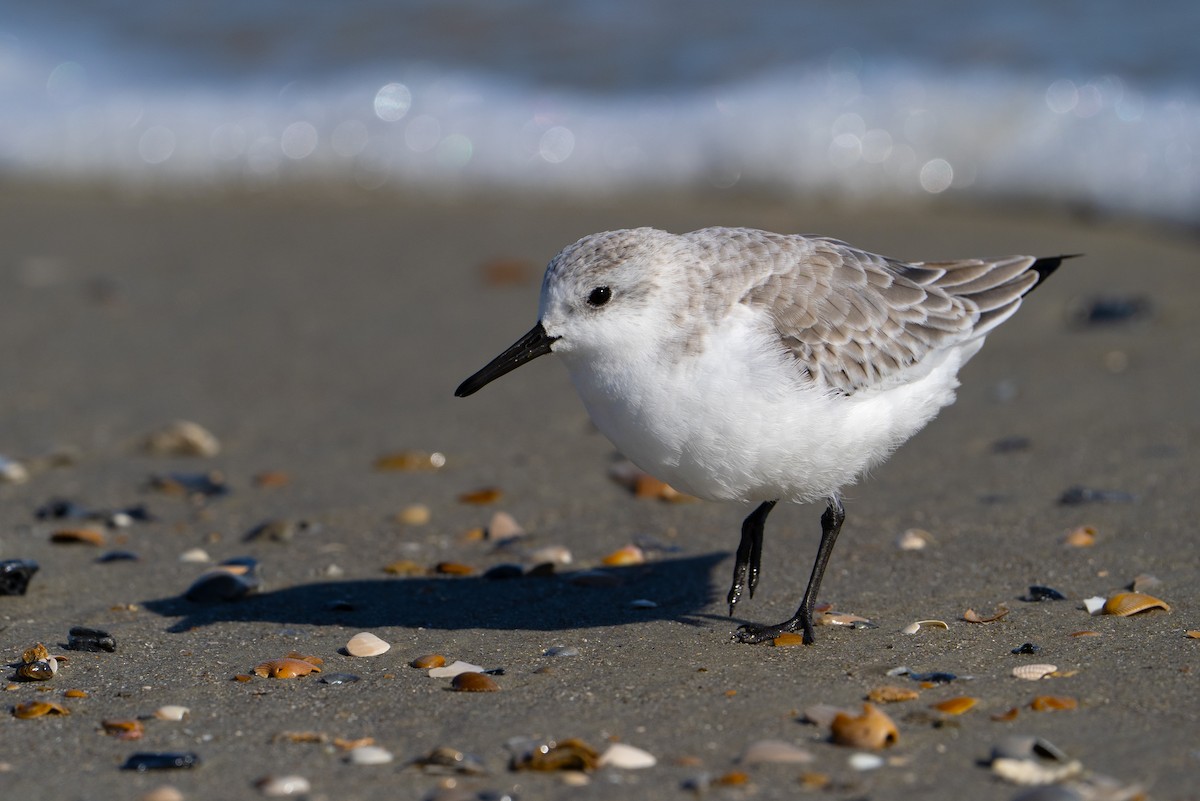 Sanderling - ML646303786