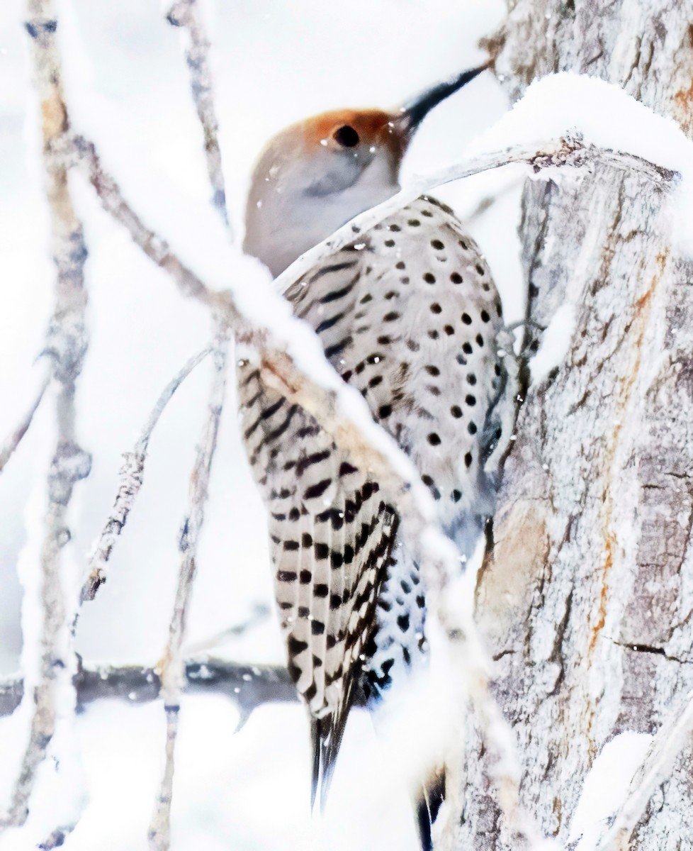 Northern Flicker - ML646303787