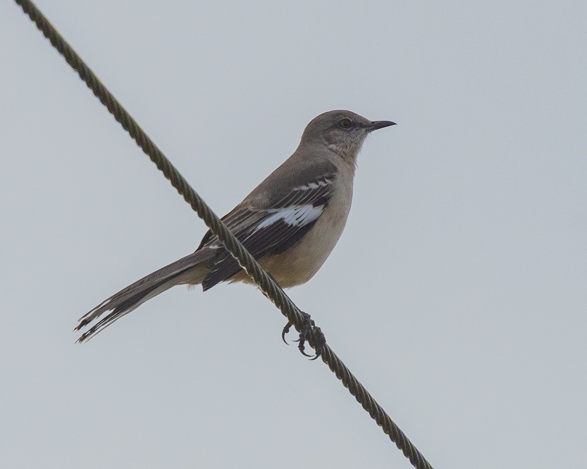 drozdec mnohohlasý - ML646303788