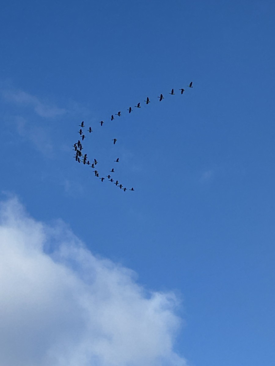 berneška velká - ML646303799