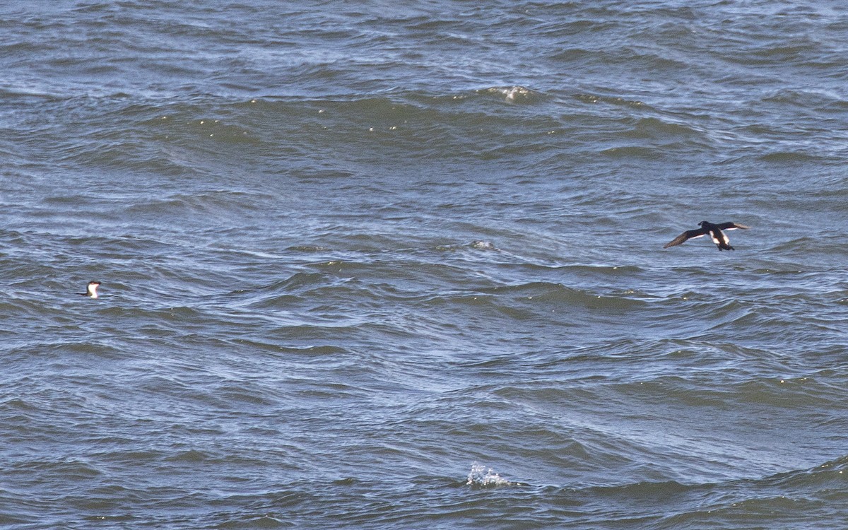 Razorbill - ML646303800