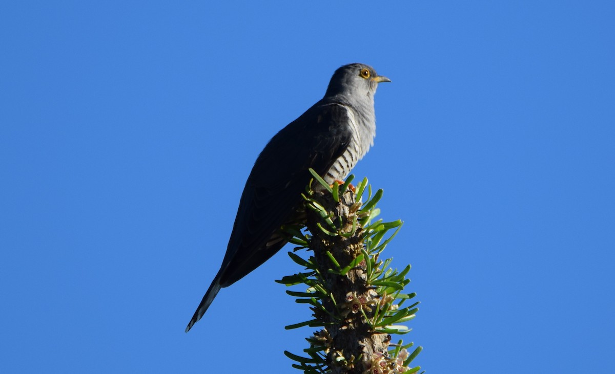 Madagascar Cuckoo - ML646303801