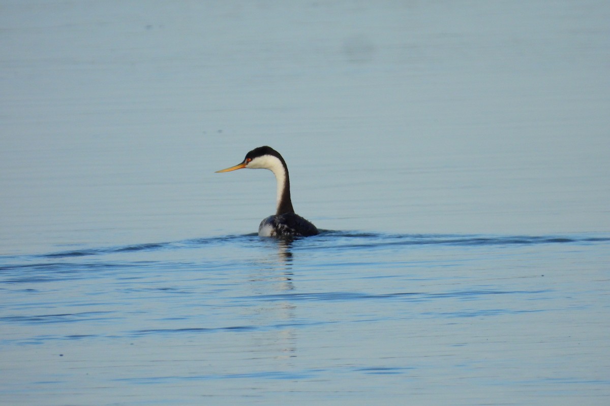 Western Grebe - ML646303802