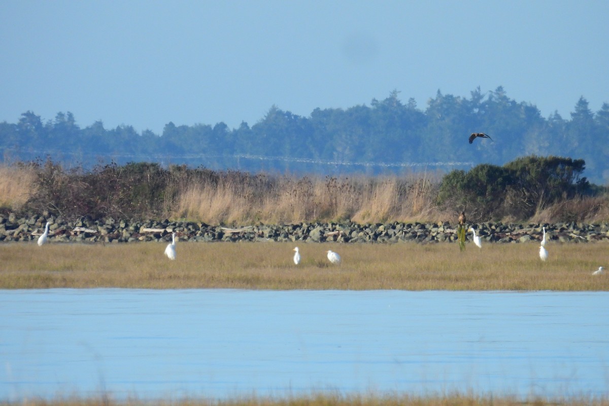 Great Egret - ML646303808