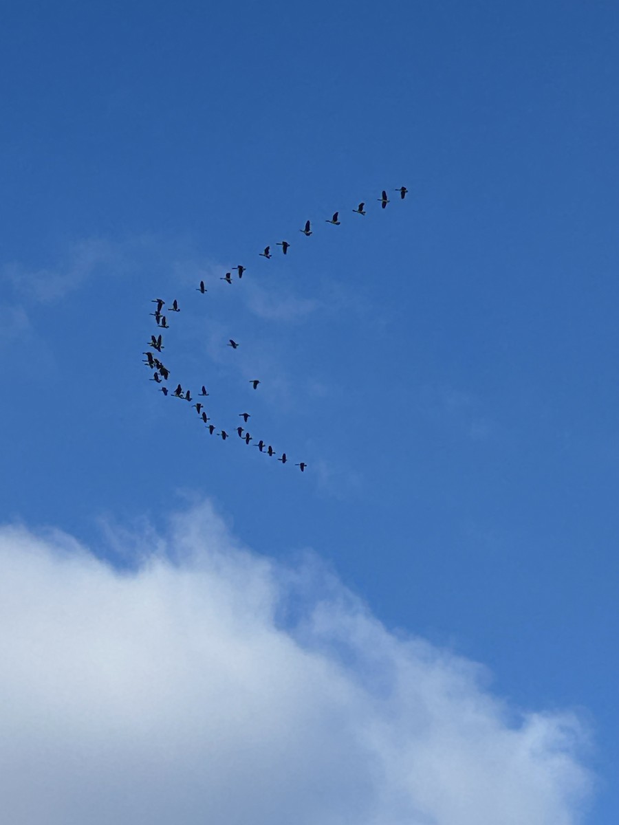 berneška velká - ML646303809