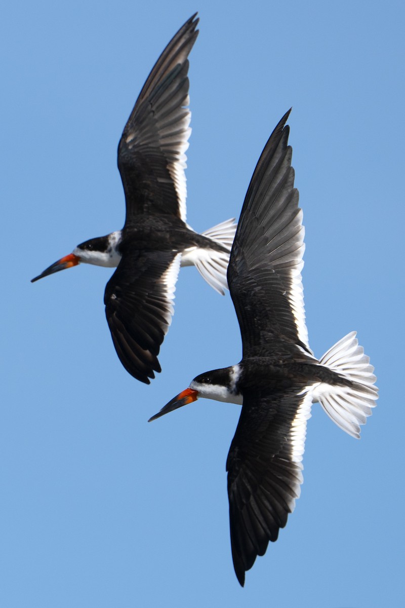 Black Skimmer - ML646303811