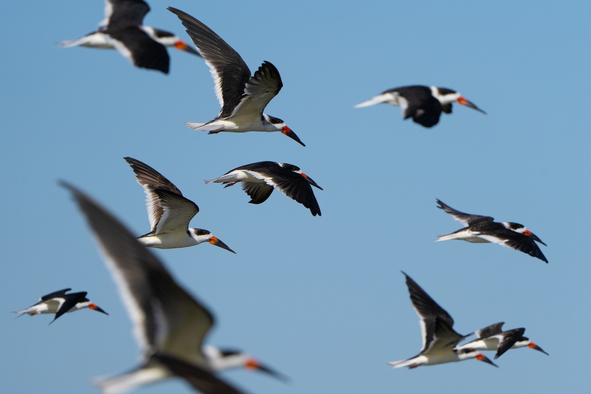 Black Skimmer - ML646303812