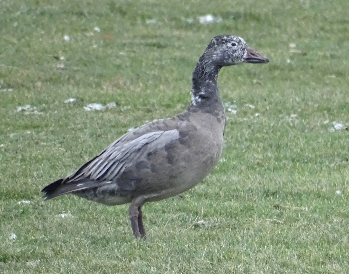 Цасны галуу - ML646303820