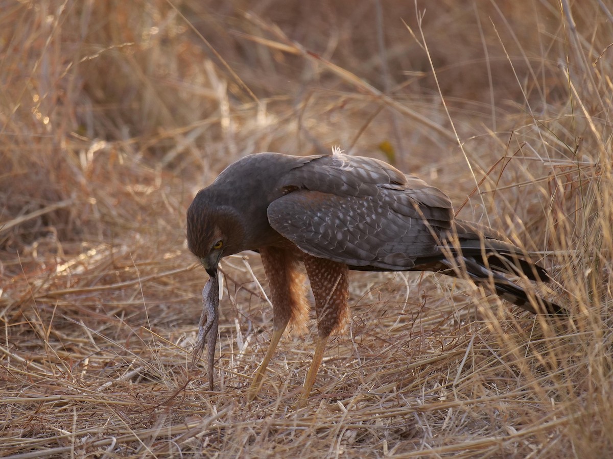 Spotted Harrier - ML646303822