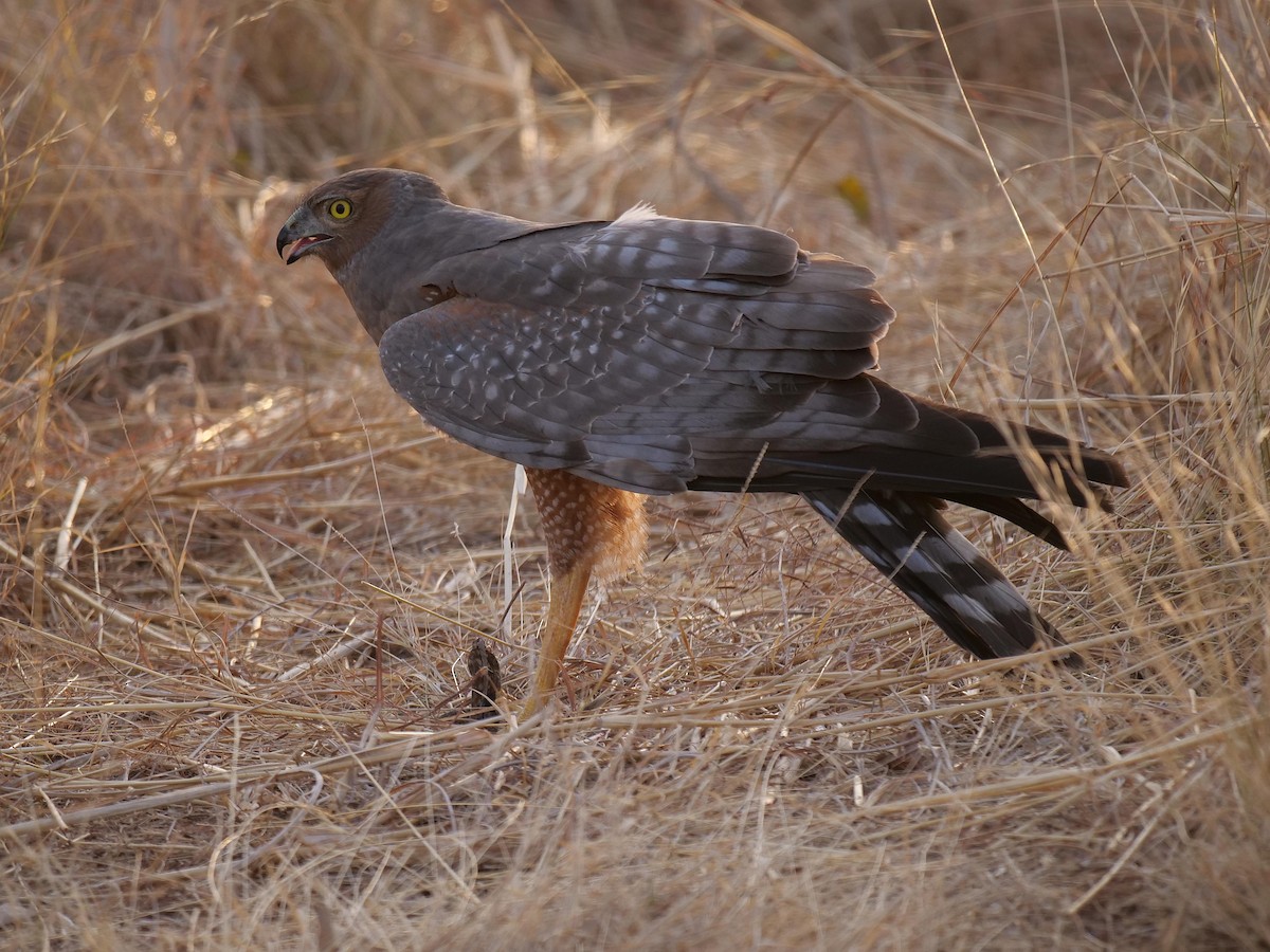Spotted Harrier - ML646303823