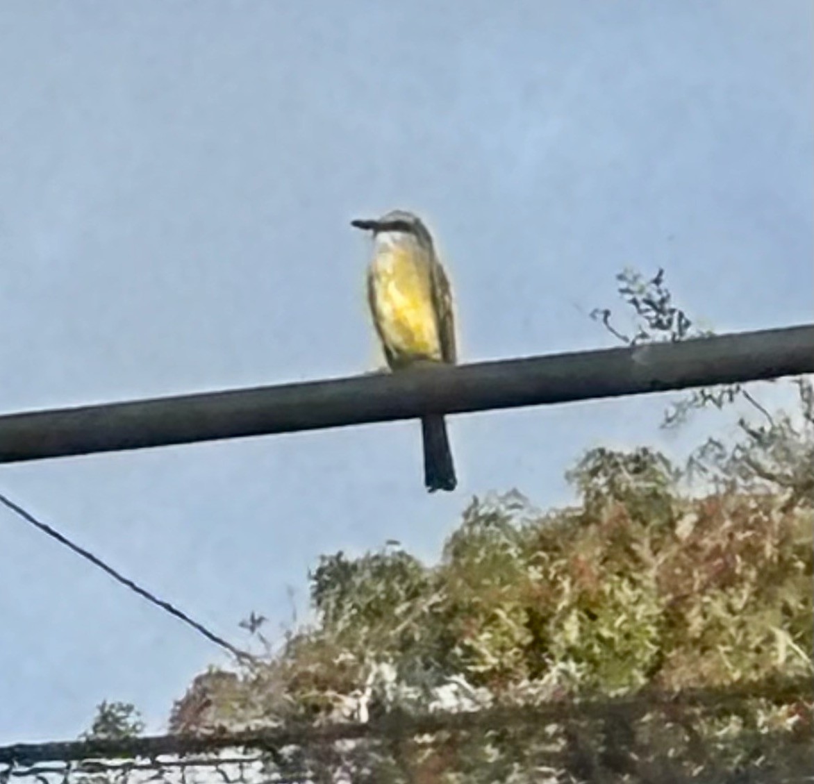 Tropical Kingbird - ML646303824