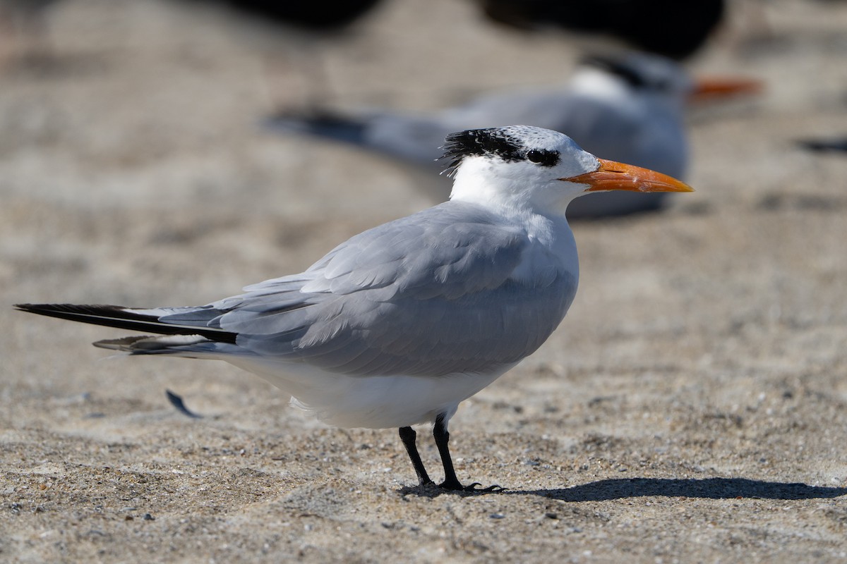 Royal Tern - ML646303841