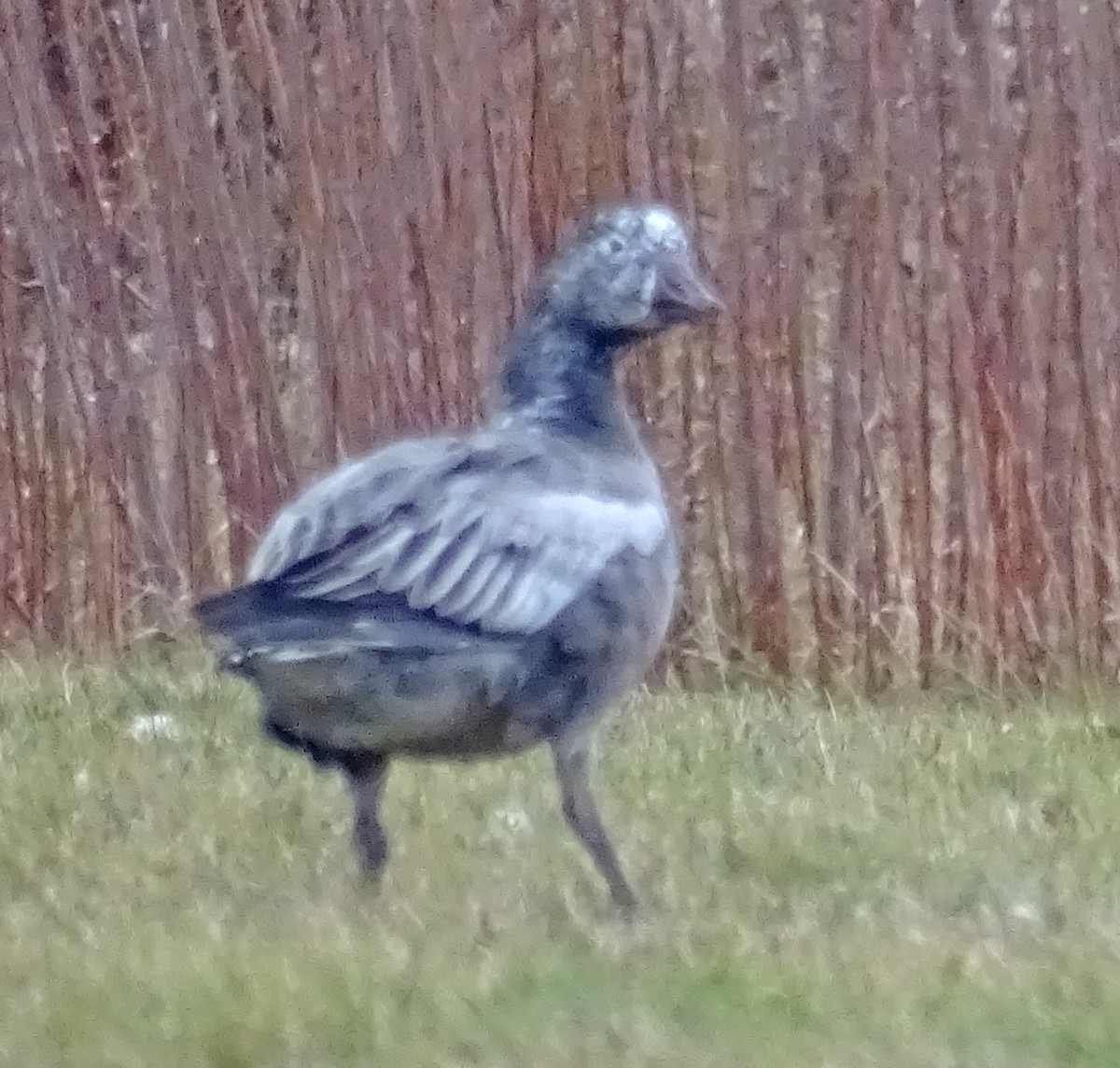 Цасны галуу - ML646303842