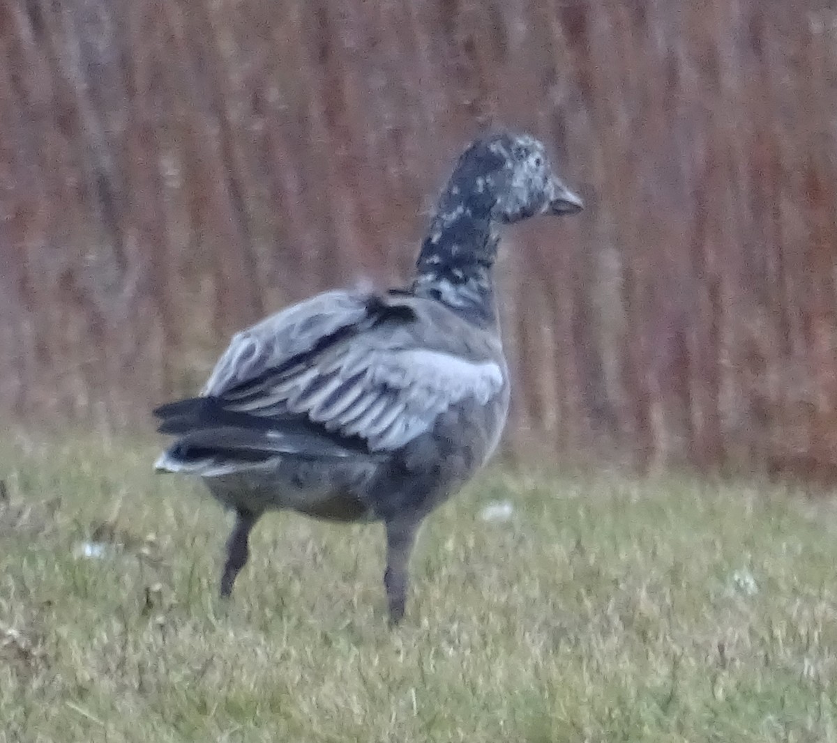 Цасны галуу - ML646303843