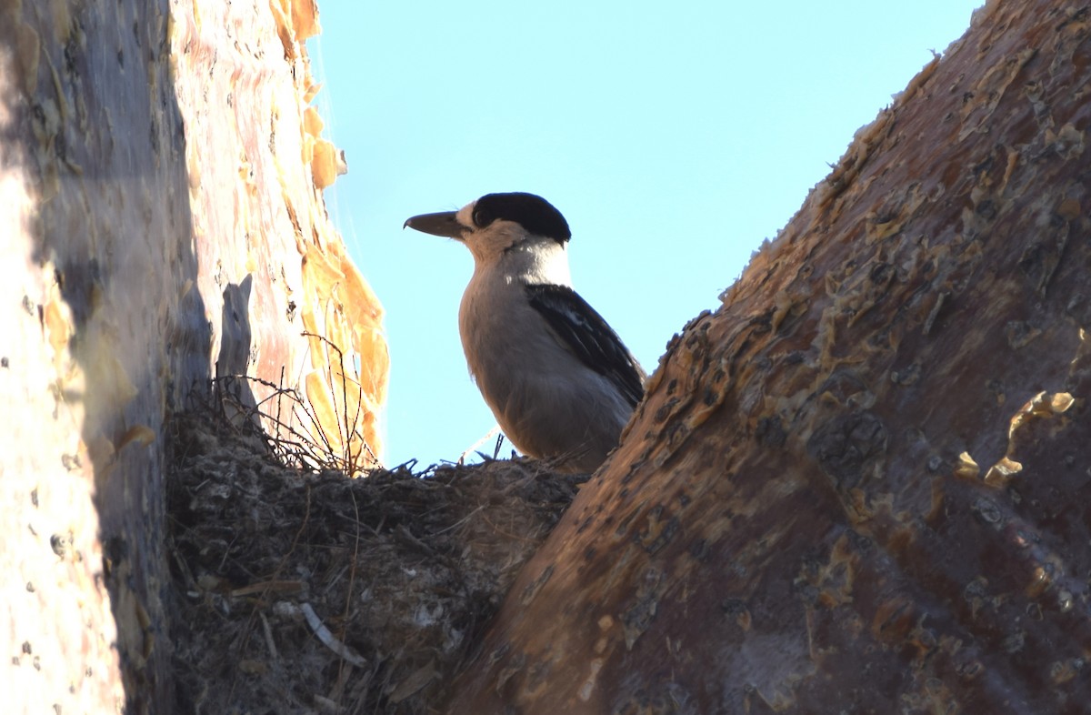 Hook-billed Vanga - ML646303844