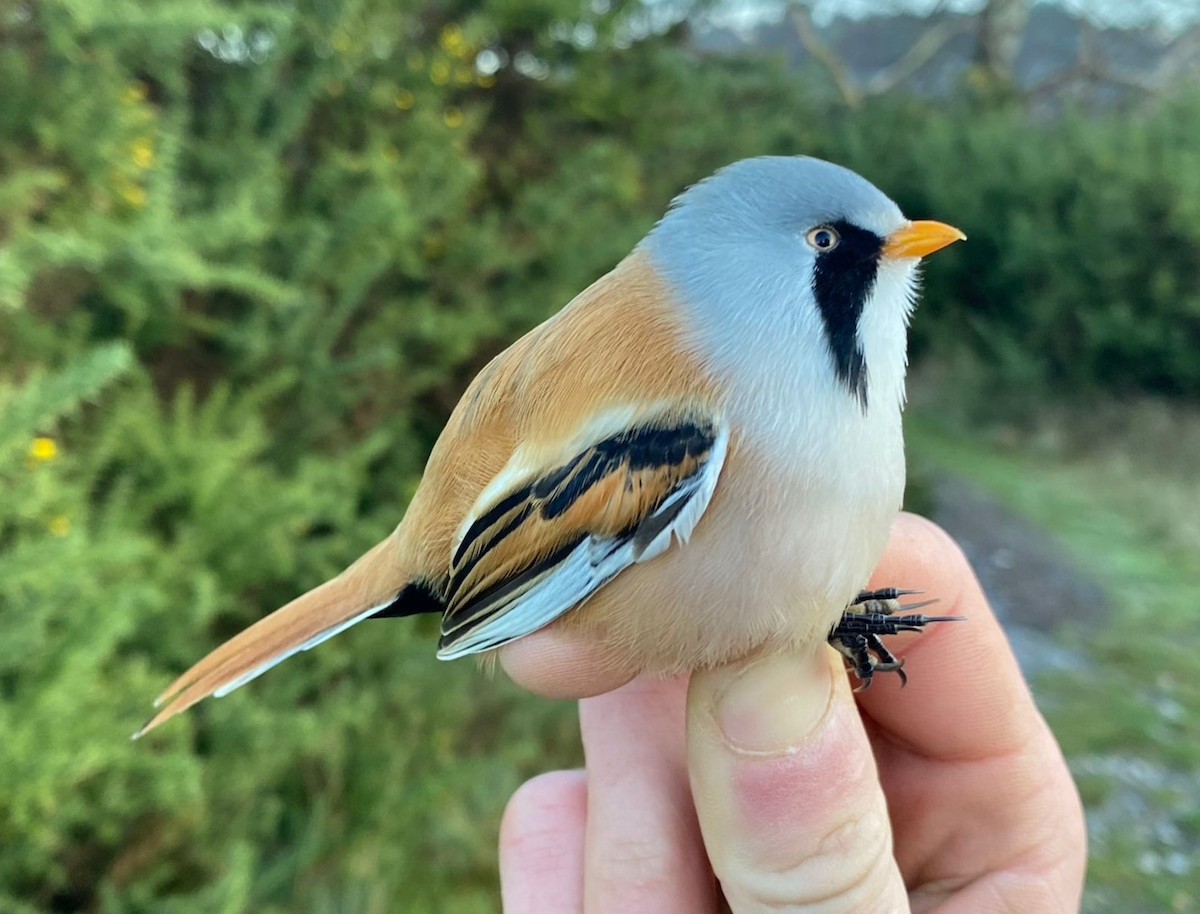 שפמתן - ML646303847