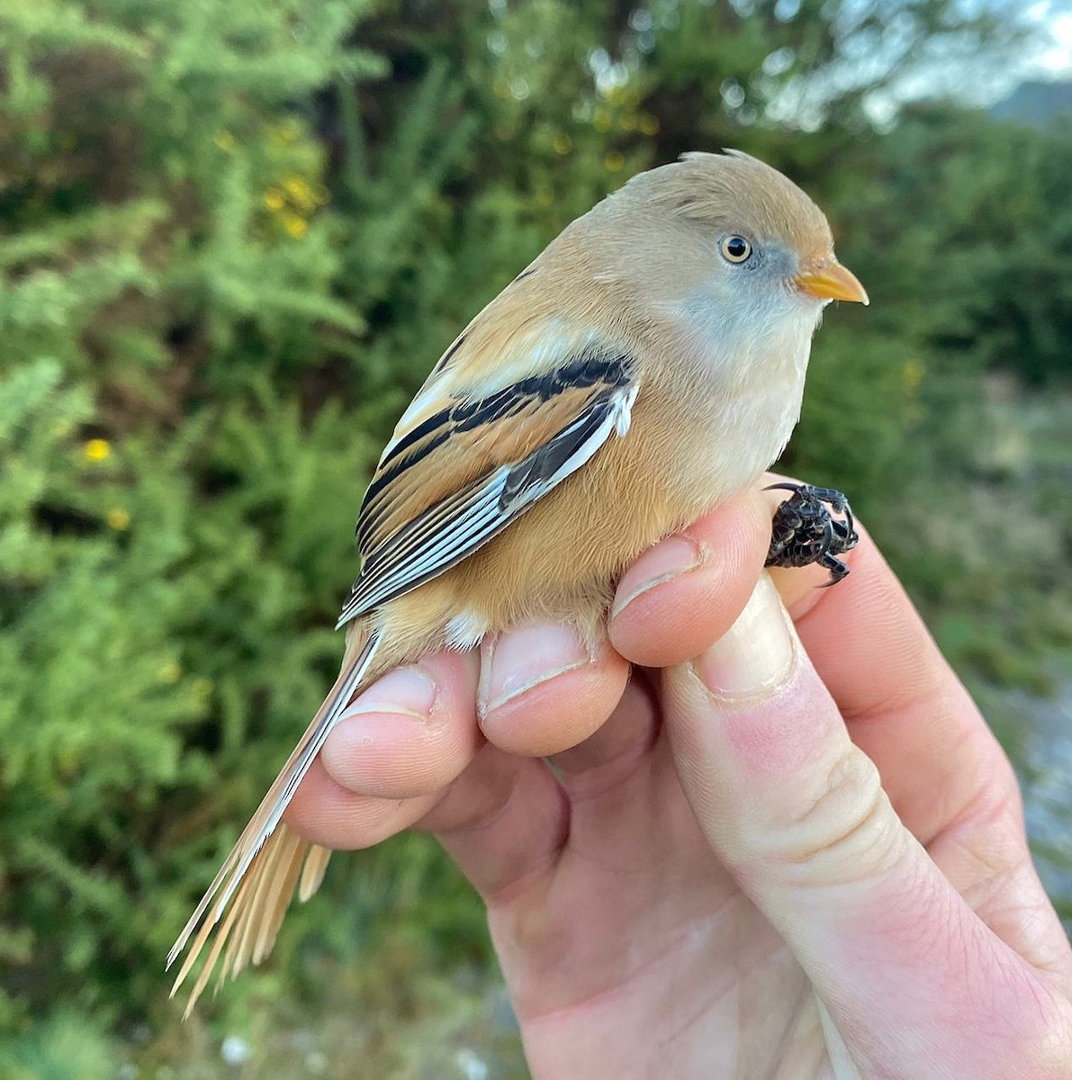 שפמתן - ML646303848