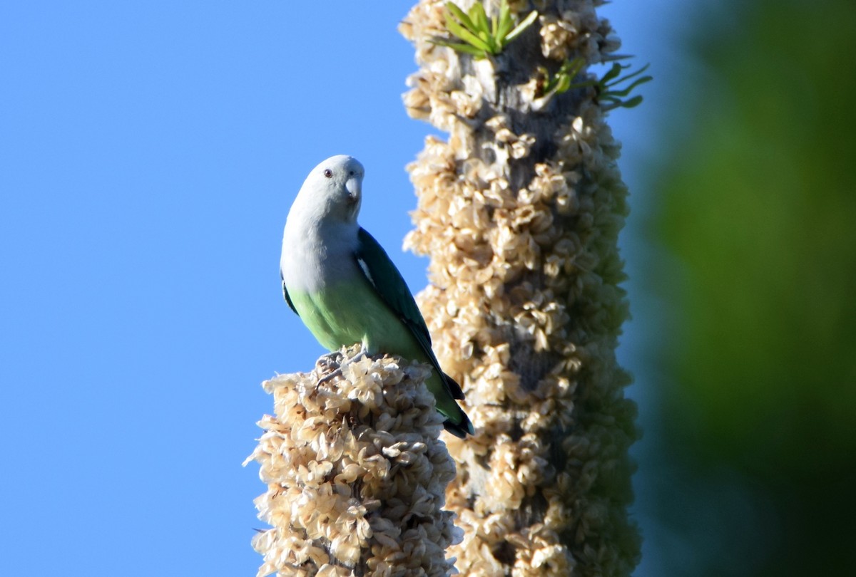 הבני אפור-ראש - ML646303854