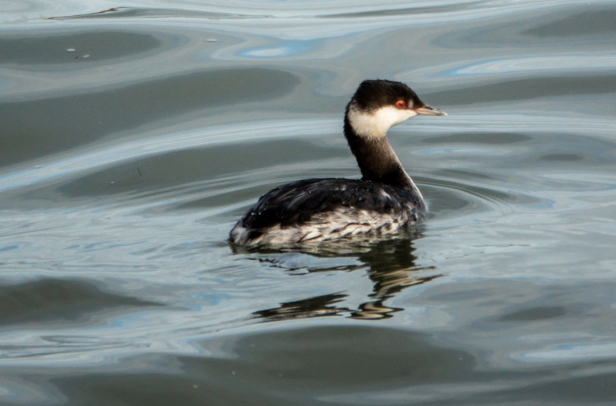 ミミカイツブリ - ML646303855