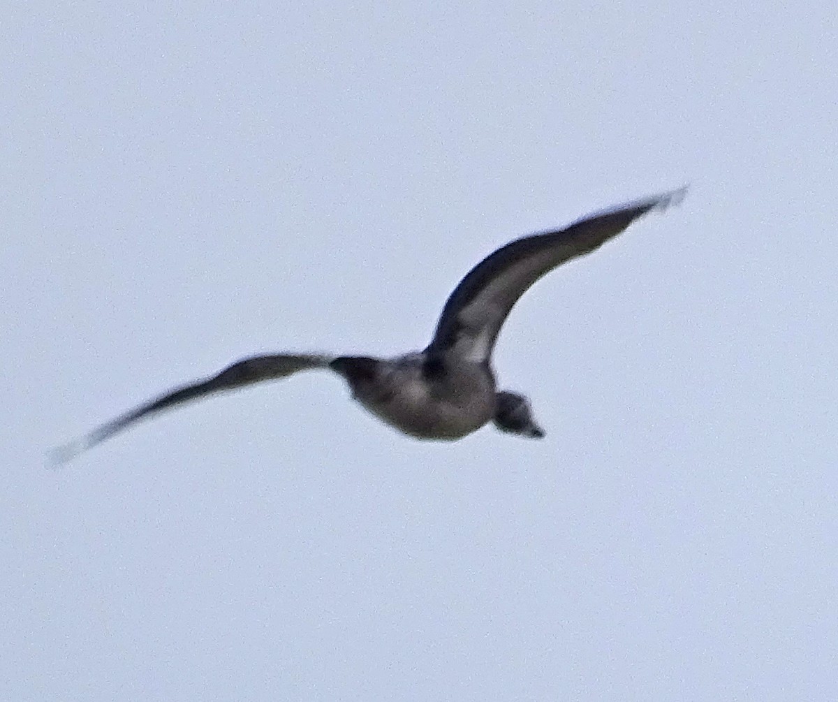 Цасны галуу - ML646303857