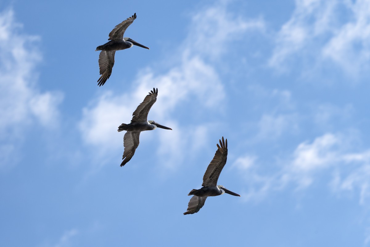 Brown Pelican - ML646303902