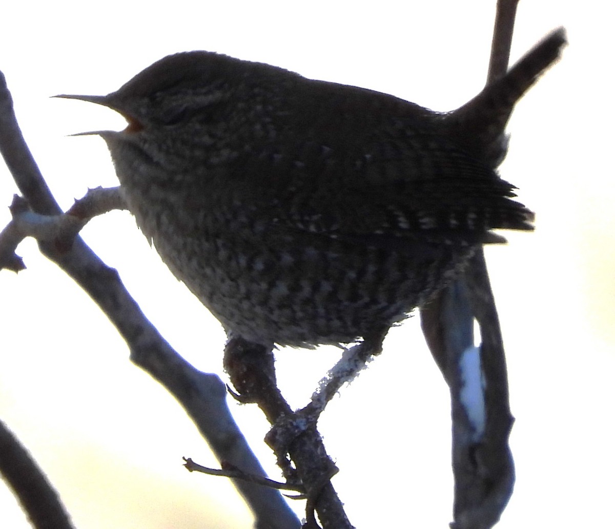 フユミソサザイ - ML646303907