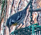 Goldkehl-Waldsänger - ML646303908