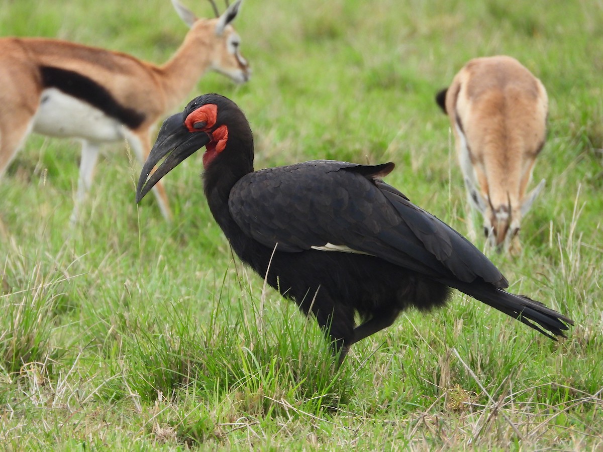 Cálao Terrestre Sureño - ML646303927