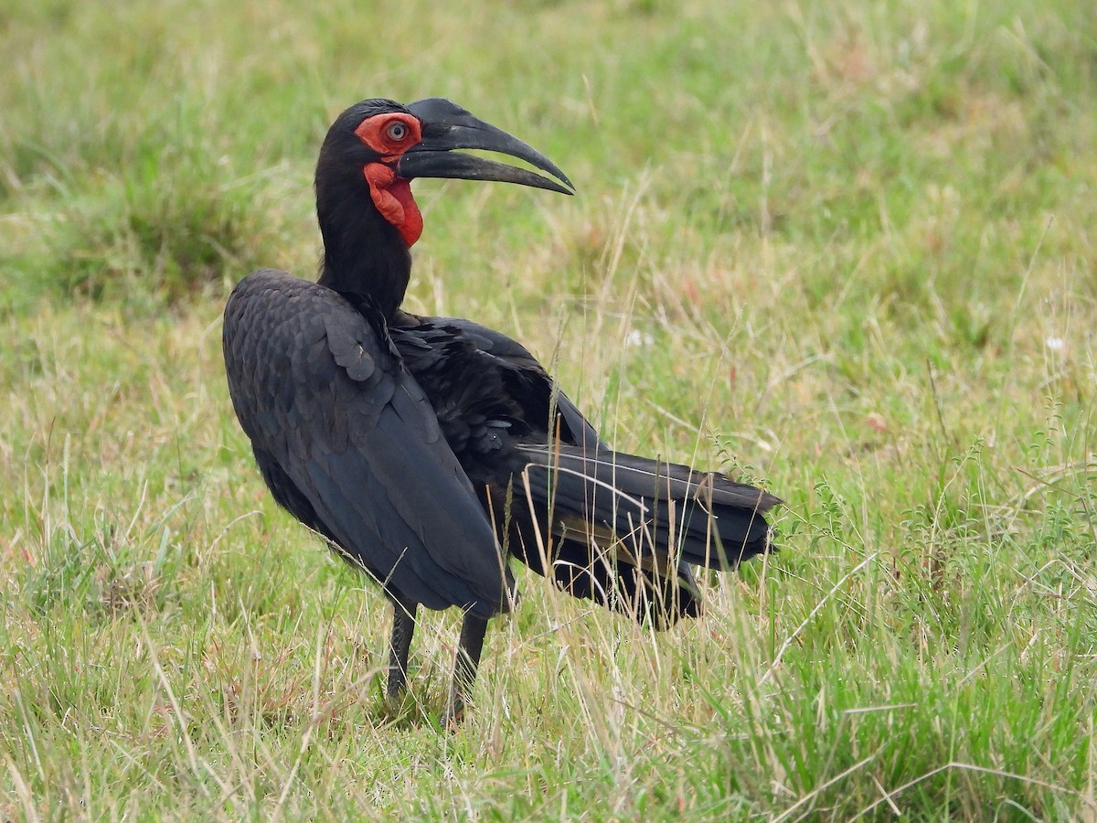 Cálao Terrestre Sureño - ML646303928