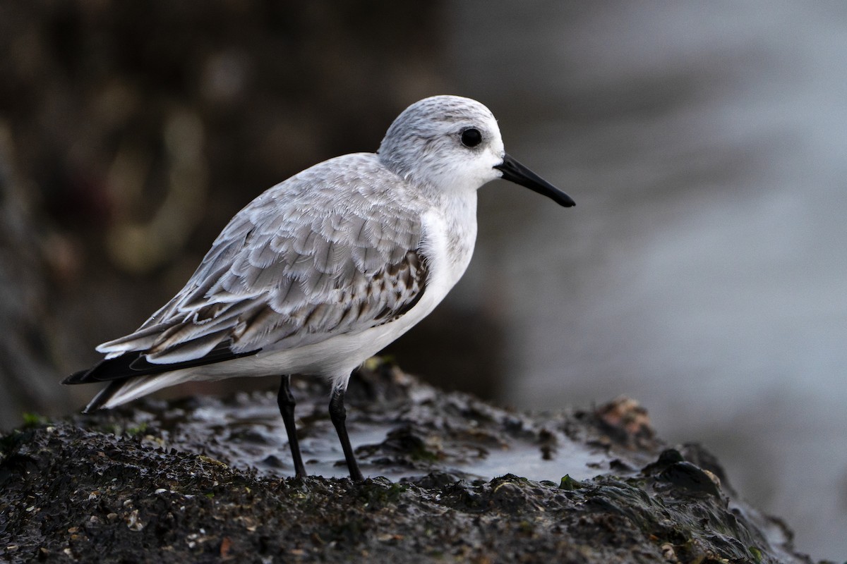 Sanderling - ML646303929