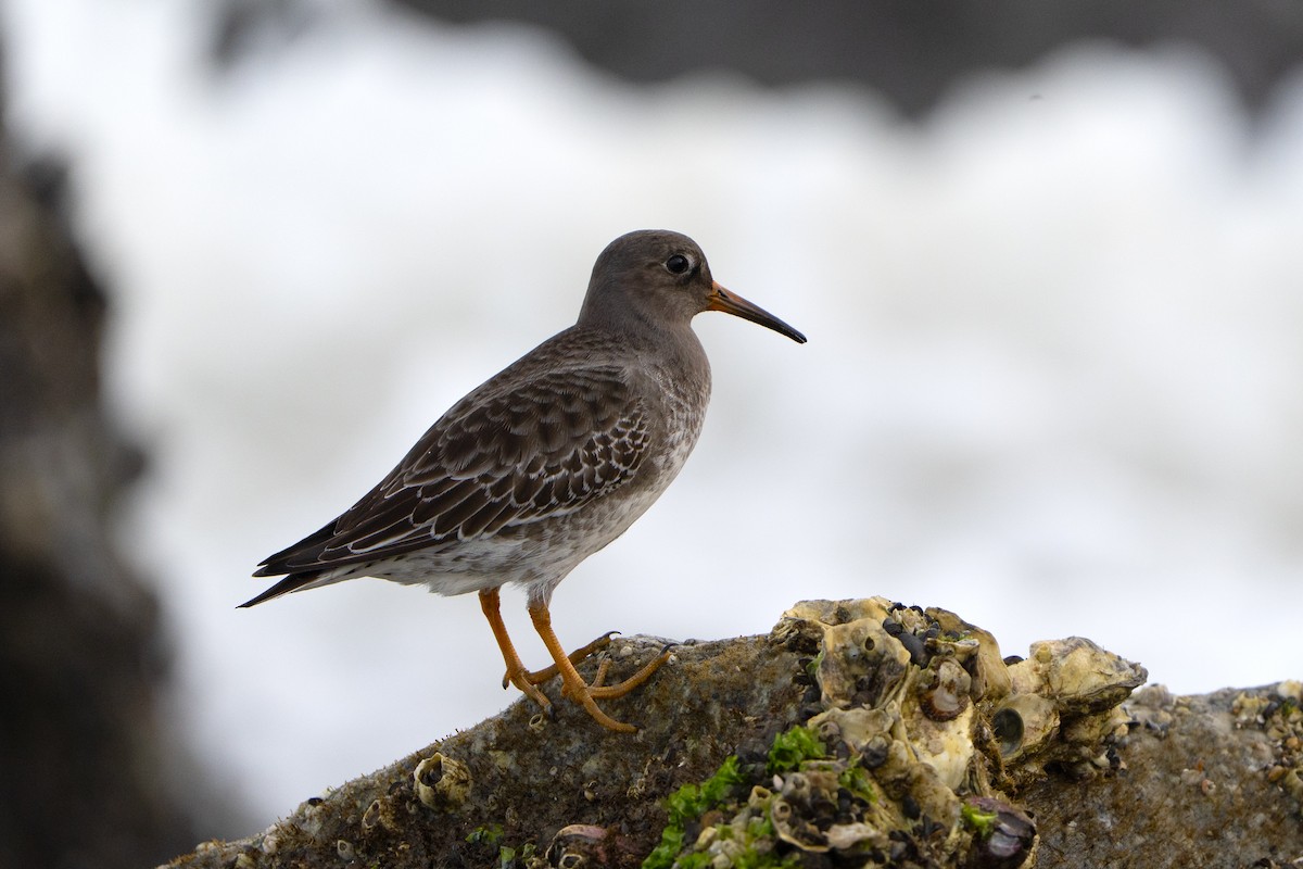 Purple Sandpiper - ML646303932
