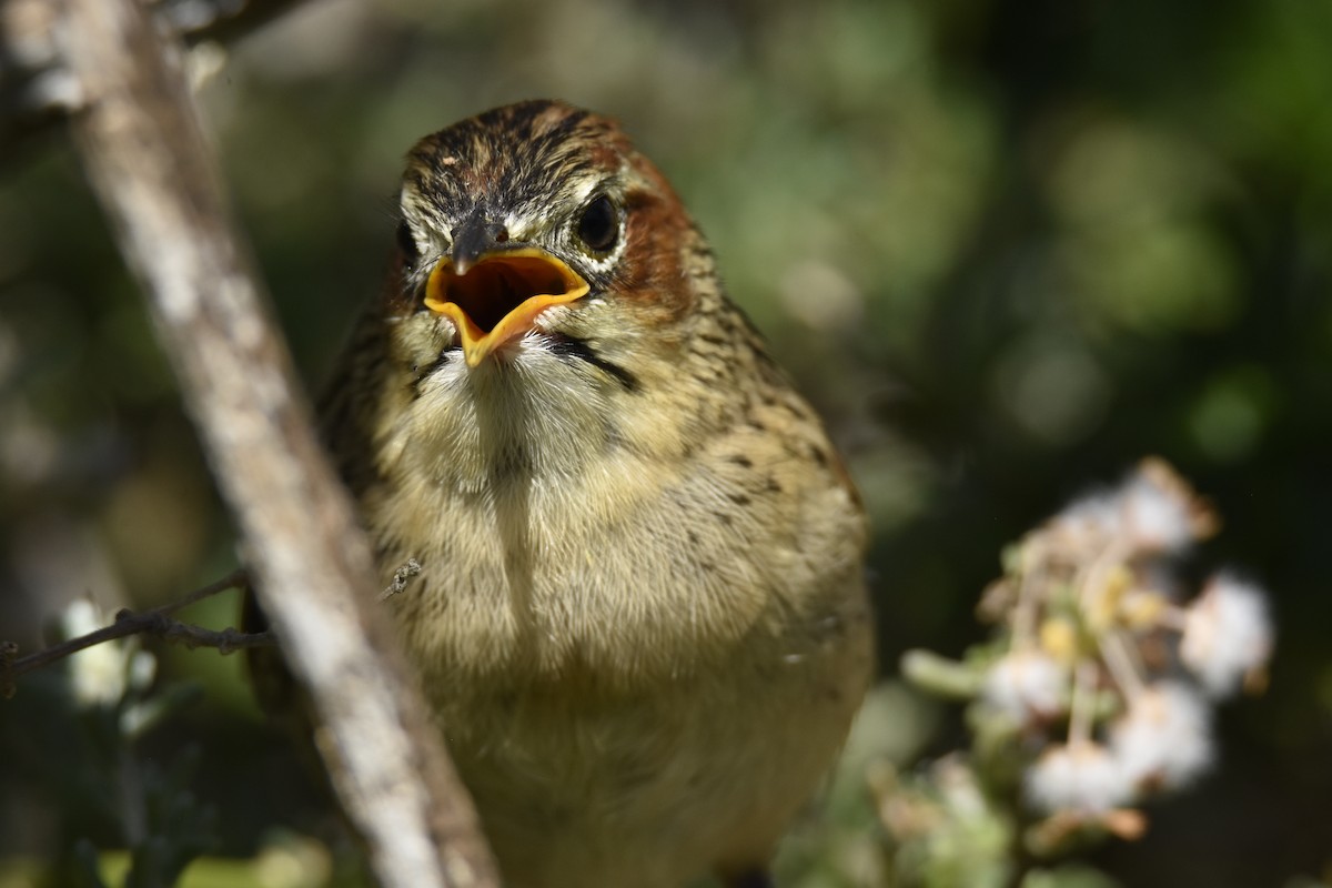 Yerbera de El Cabo - ML646303936