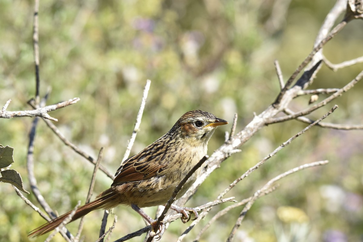 Yerbera de El Cabo - ML646303937