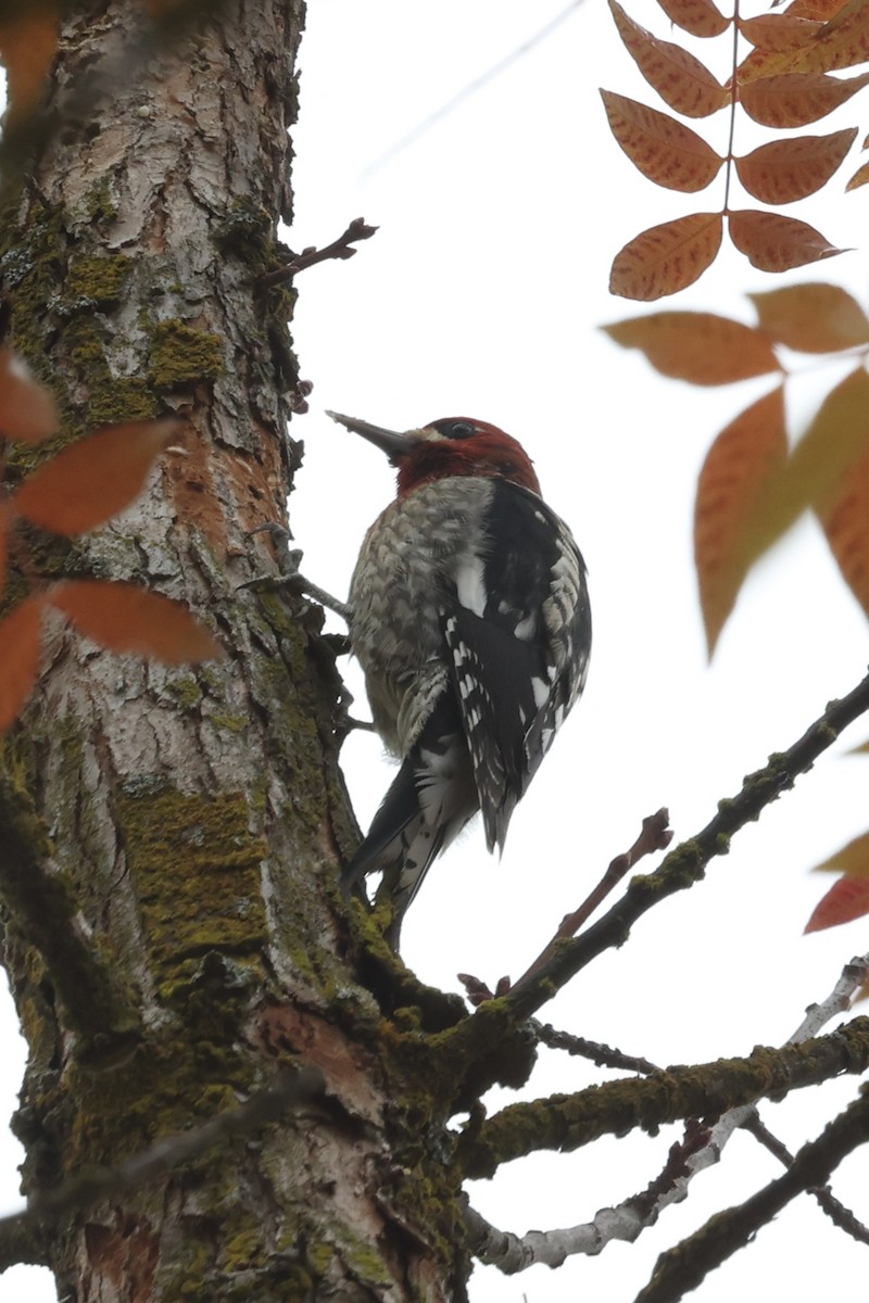 Chupasavia Pechirrojo - ML646303938