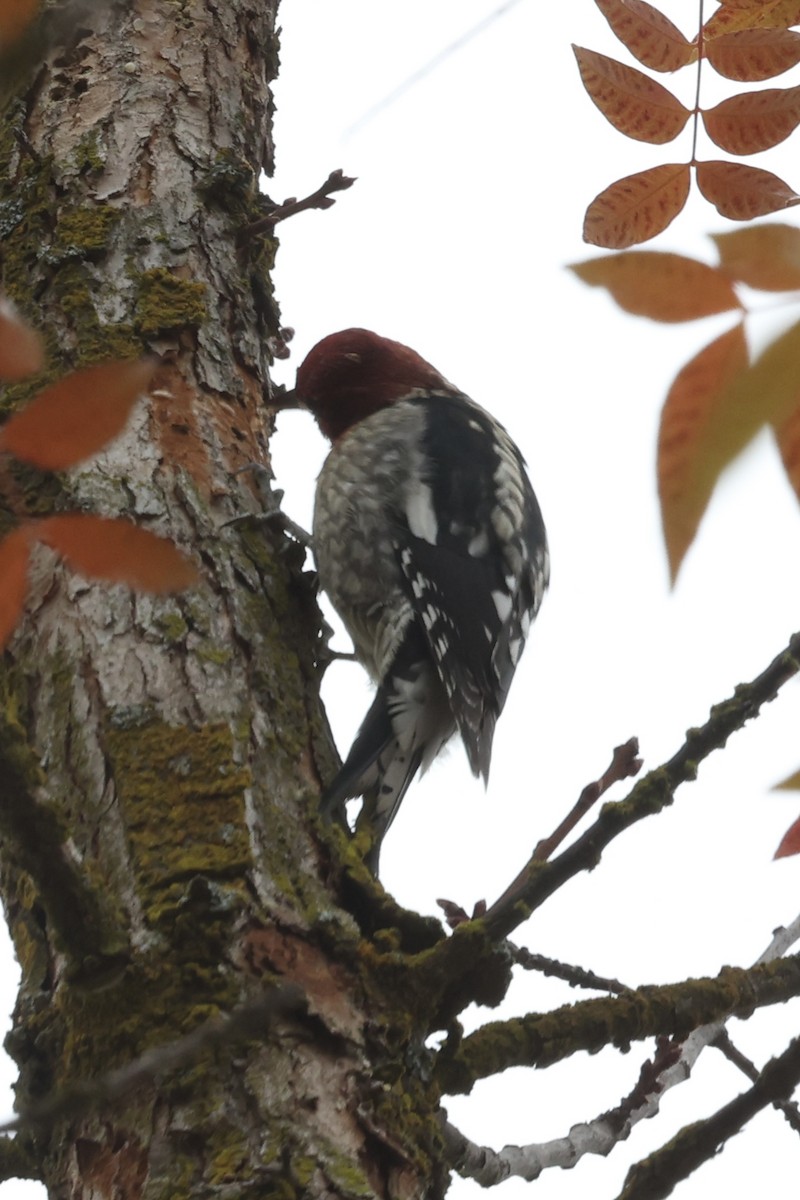 Chupasavia Pechirrojo - ML646303939