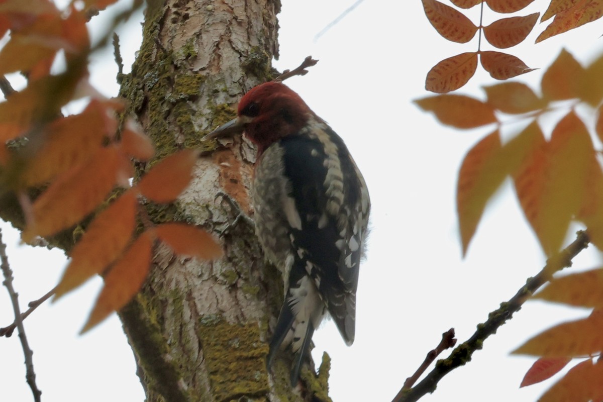 Chupasavia Pechirrojo - ML646303940