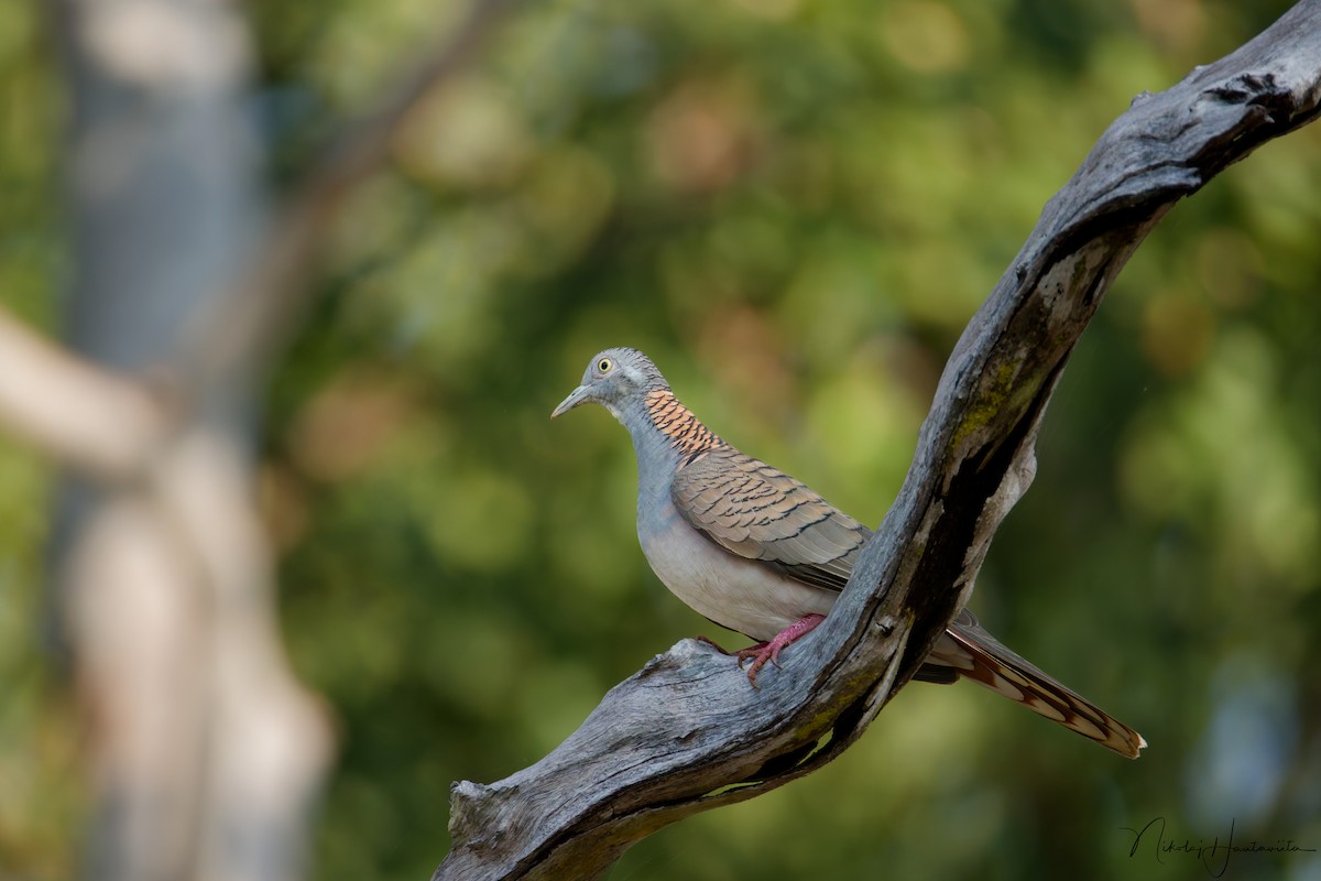 Tortolita Humeral - ML646303942