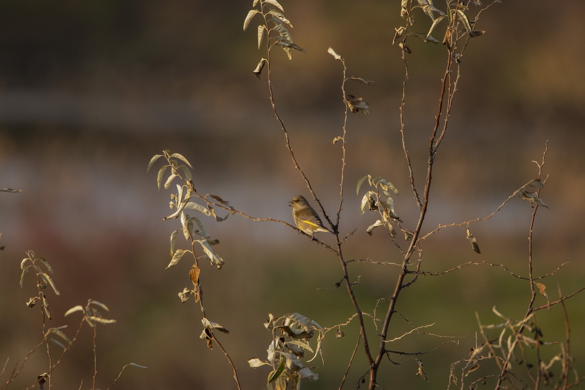 Verderón Común - ML646303944