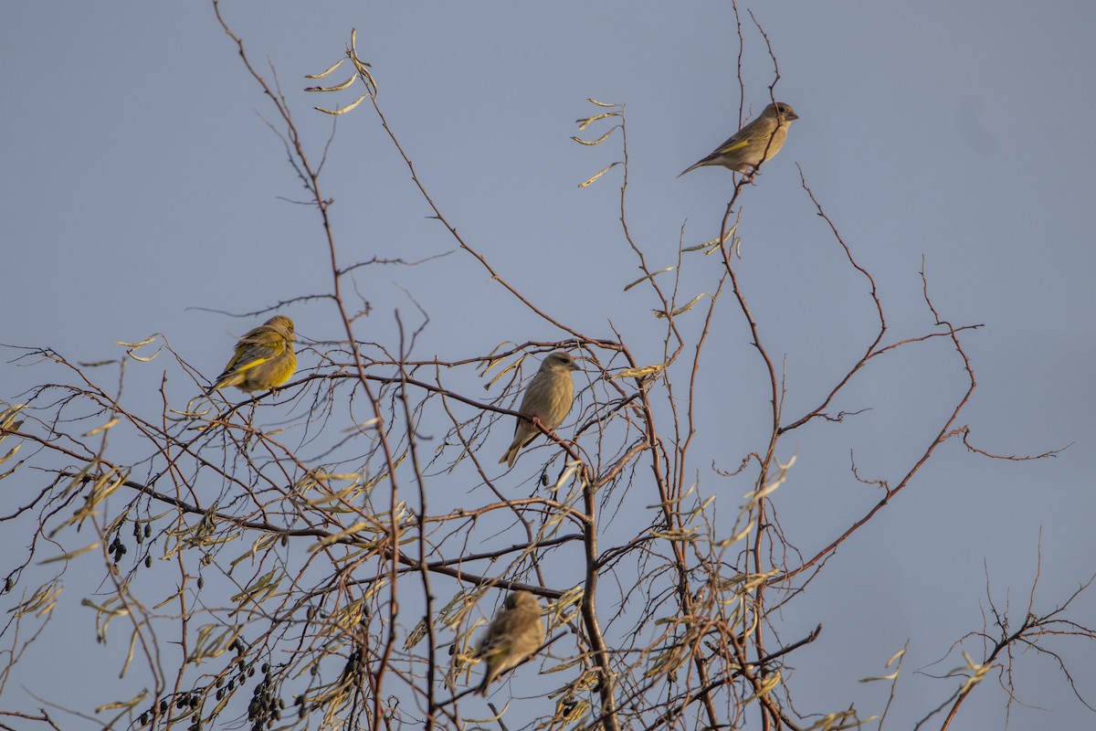 Verderón Común - ML646303945