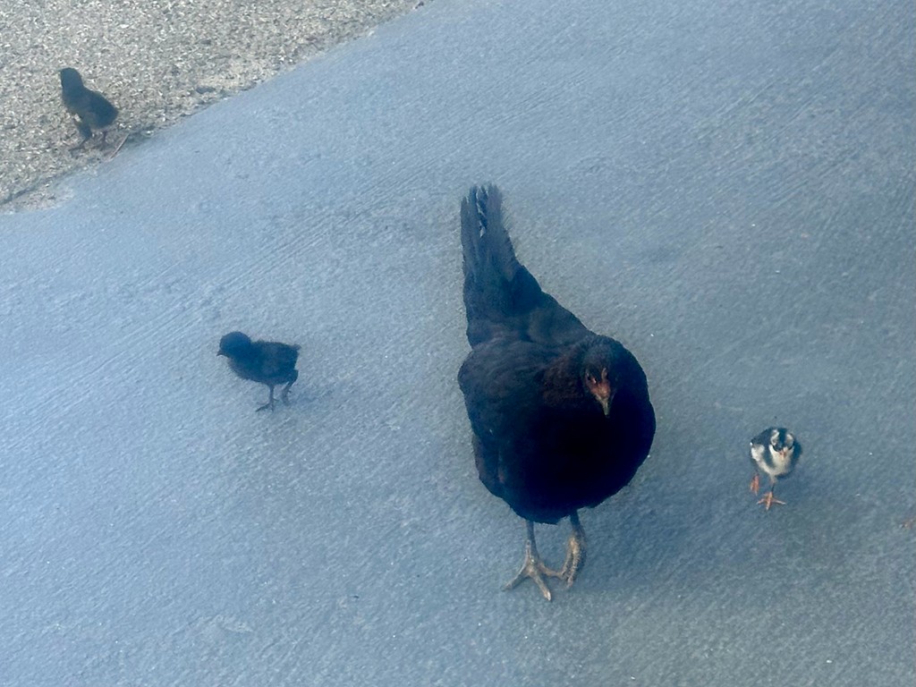 Gallo Bankiva (variedad doméstica) - ML646303946