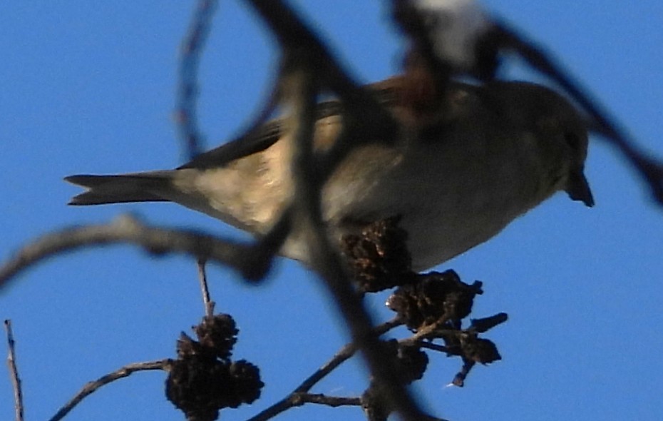 Jilguero Yanqui - ML646303948