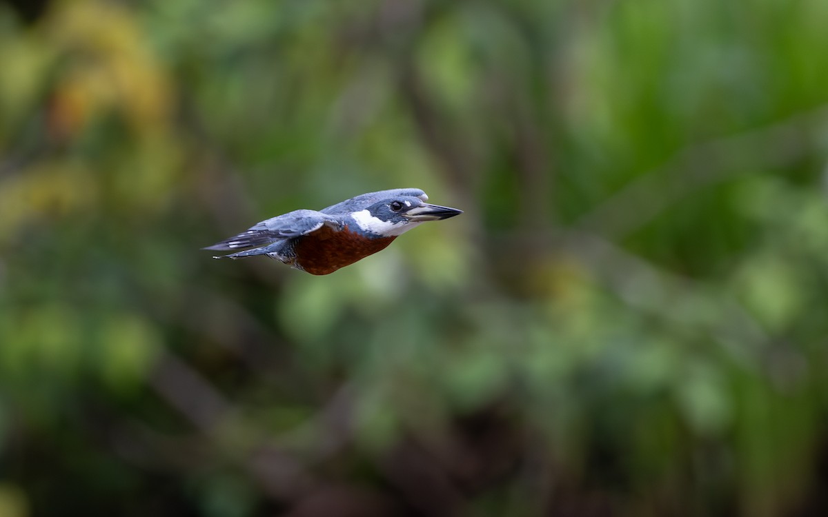 Martín Gigante Neotropical - ML646303949