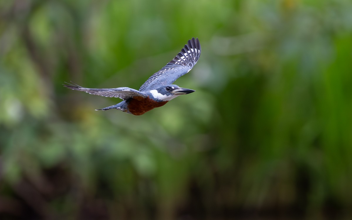 Martín Gigante Neotropical - ML646303950