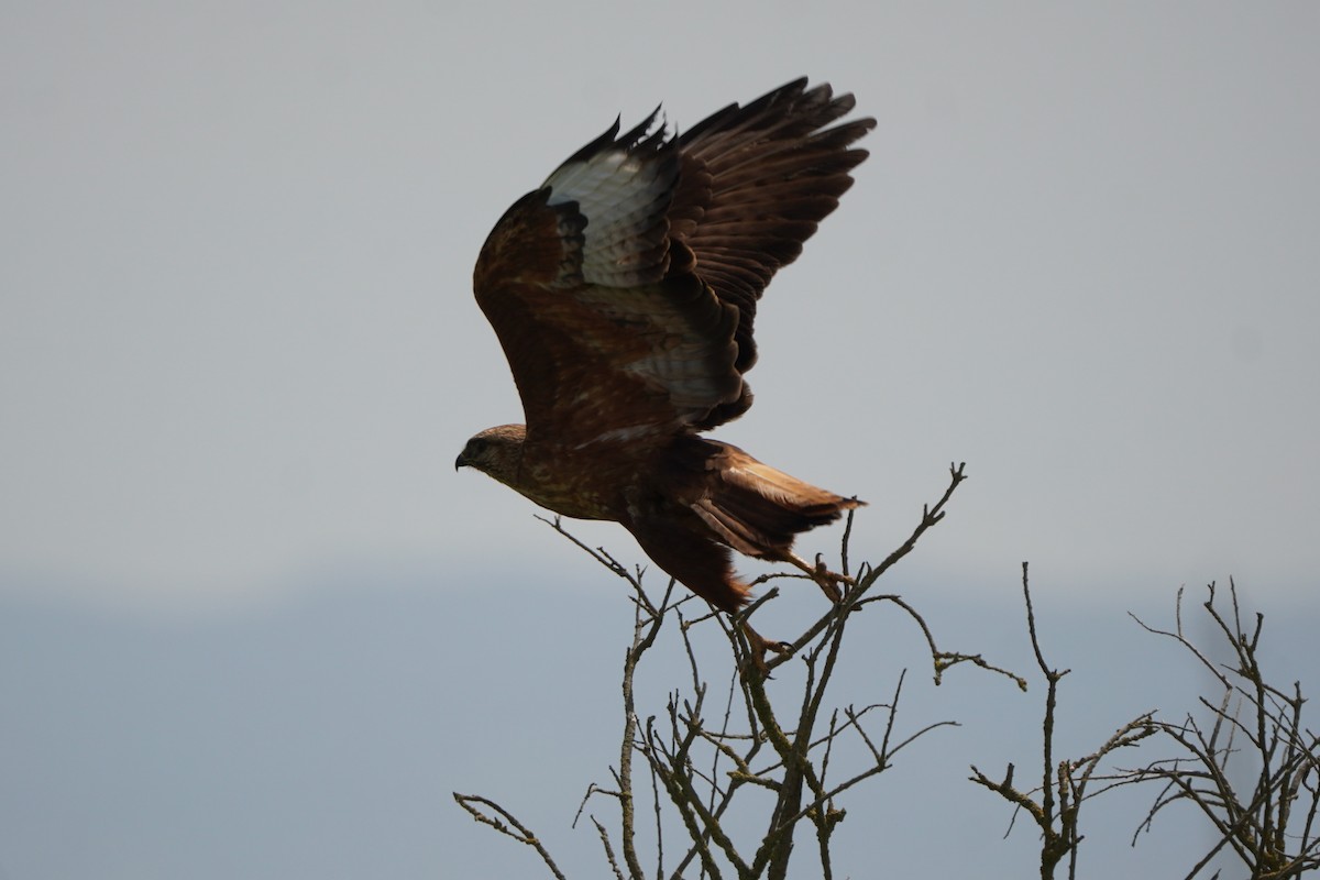 Busardo Moro - ML646303951