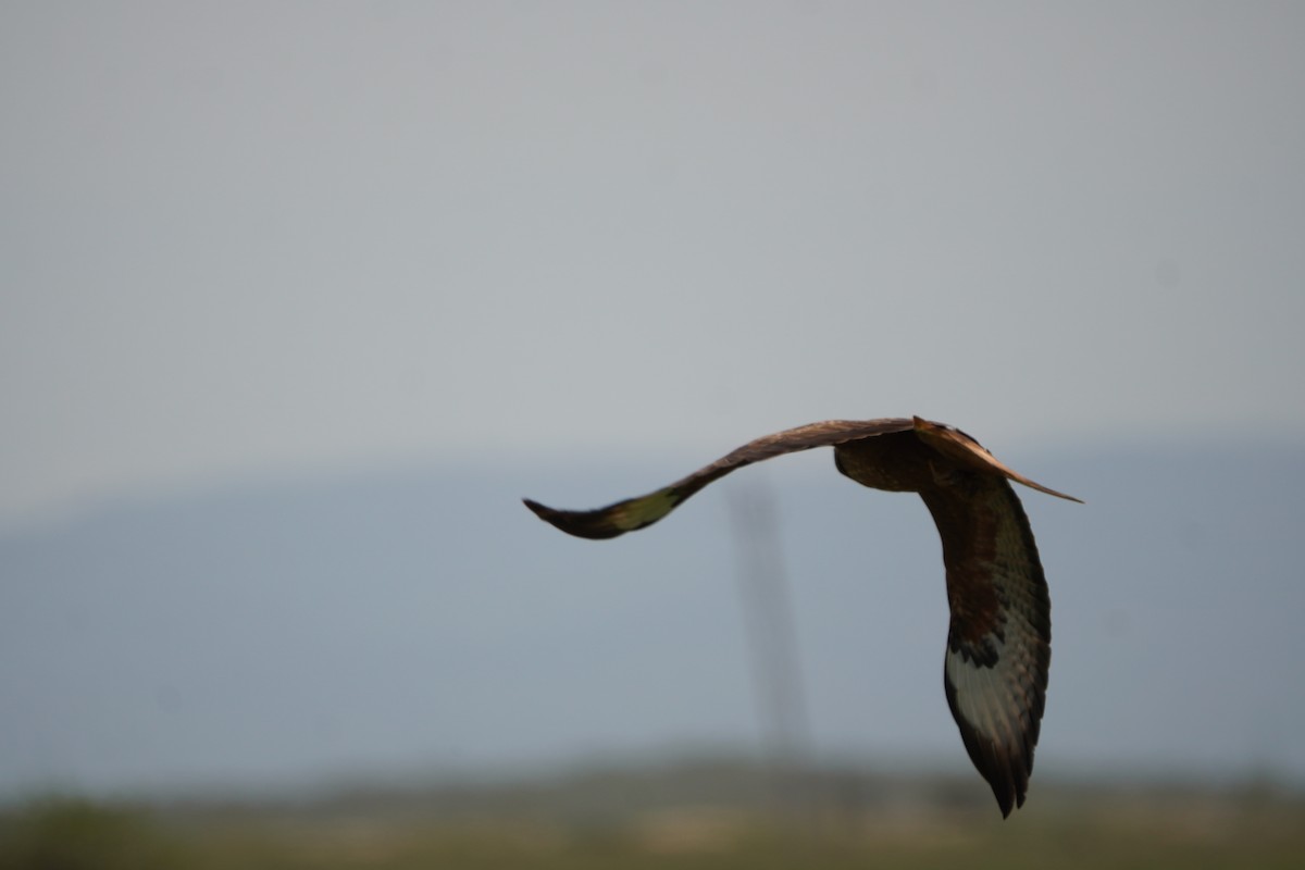 Busardo Moro - ML646303952